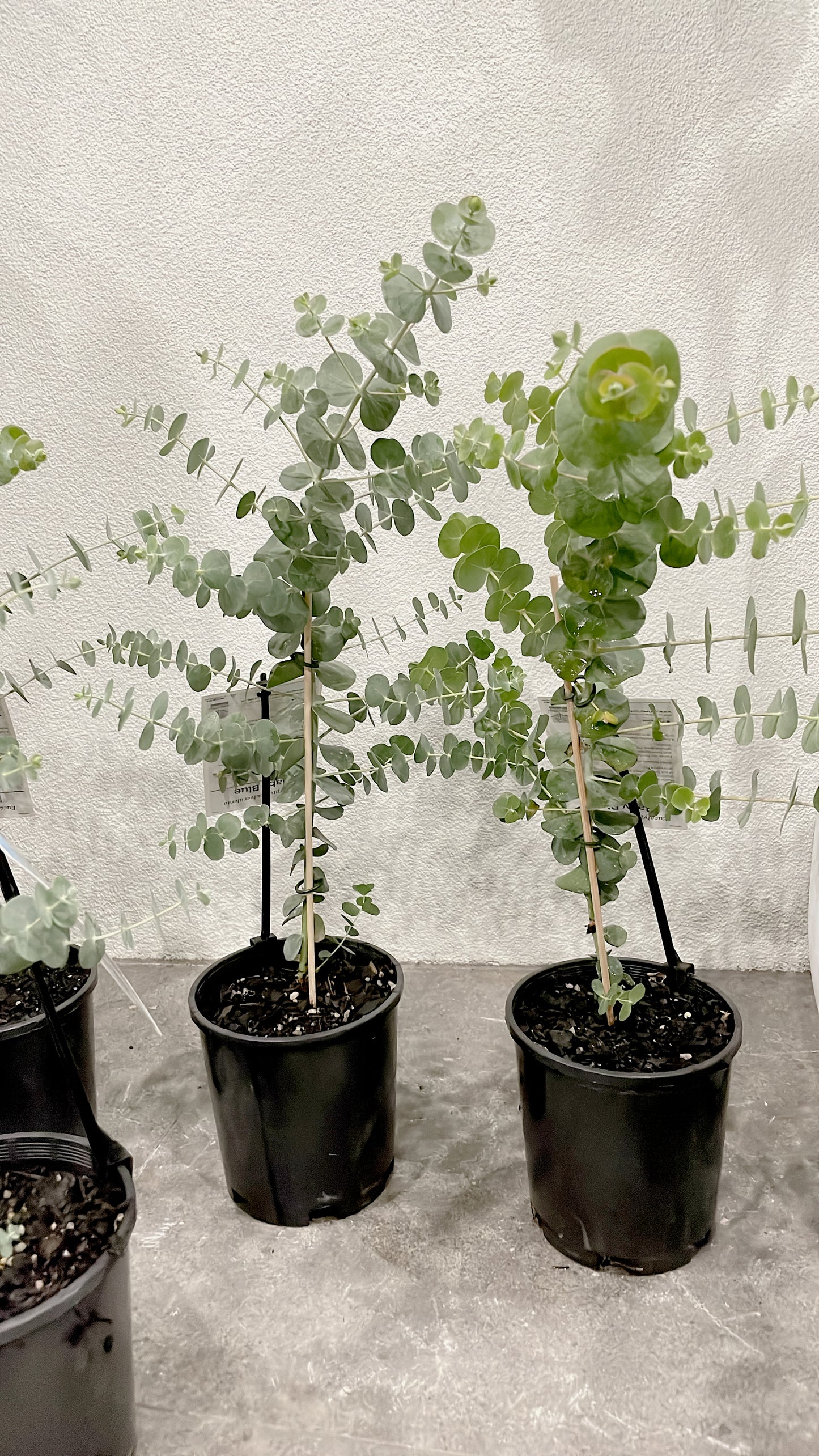 60-70cm tall baby blue silver dollar eucalyptus rooted plant for florist silver leaved mountain gum