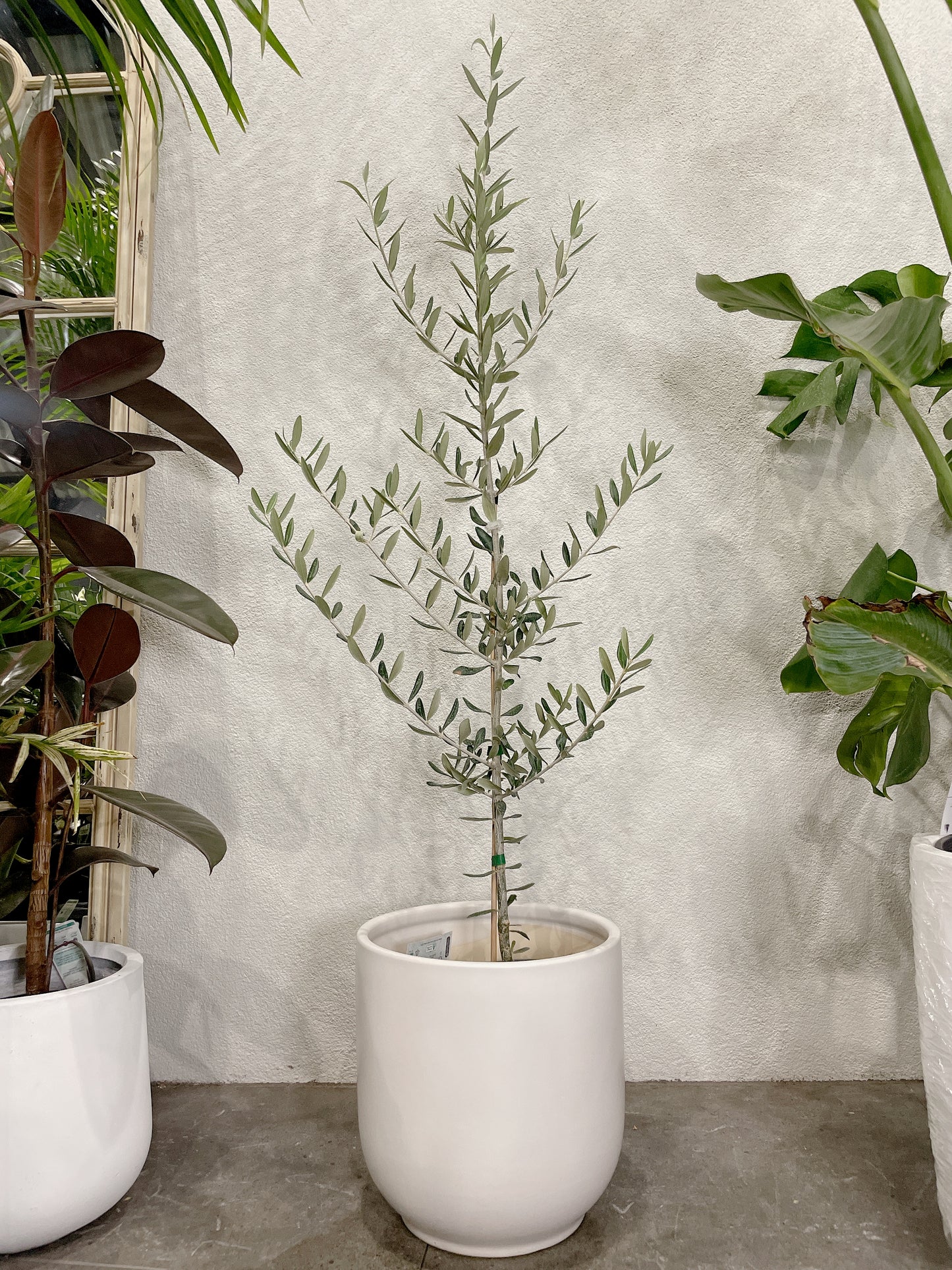 1.5m tall olive tree silver leaf plant ‘swan hill’ non fruiting home decor + 30cm white ceramic pot