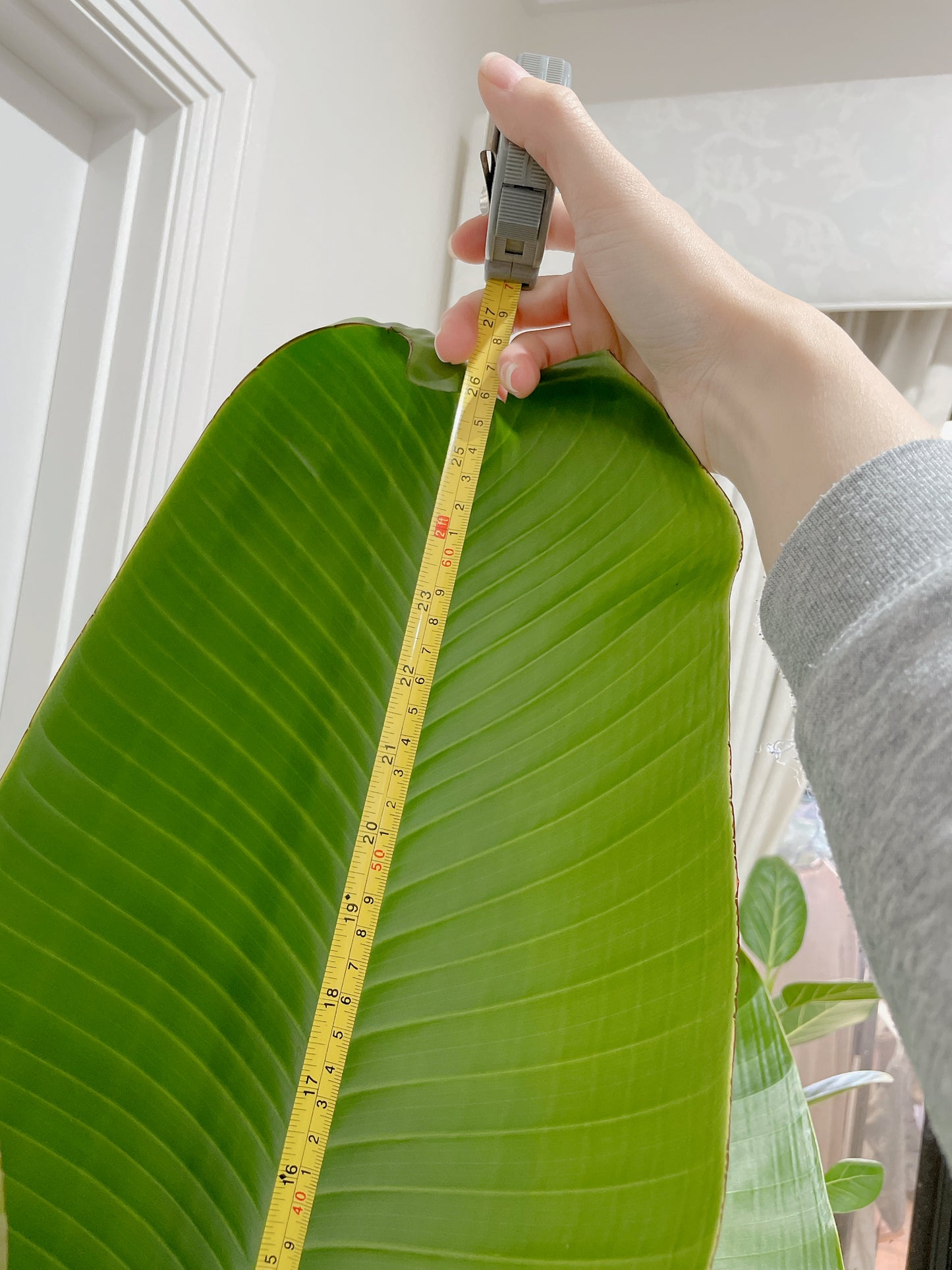 1.85m+ Giant birds of paradise (Strelitzia nicolai)double planted with decorative flower pattern pot