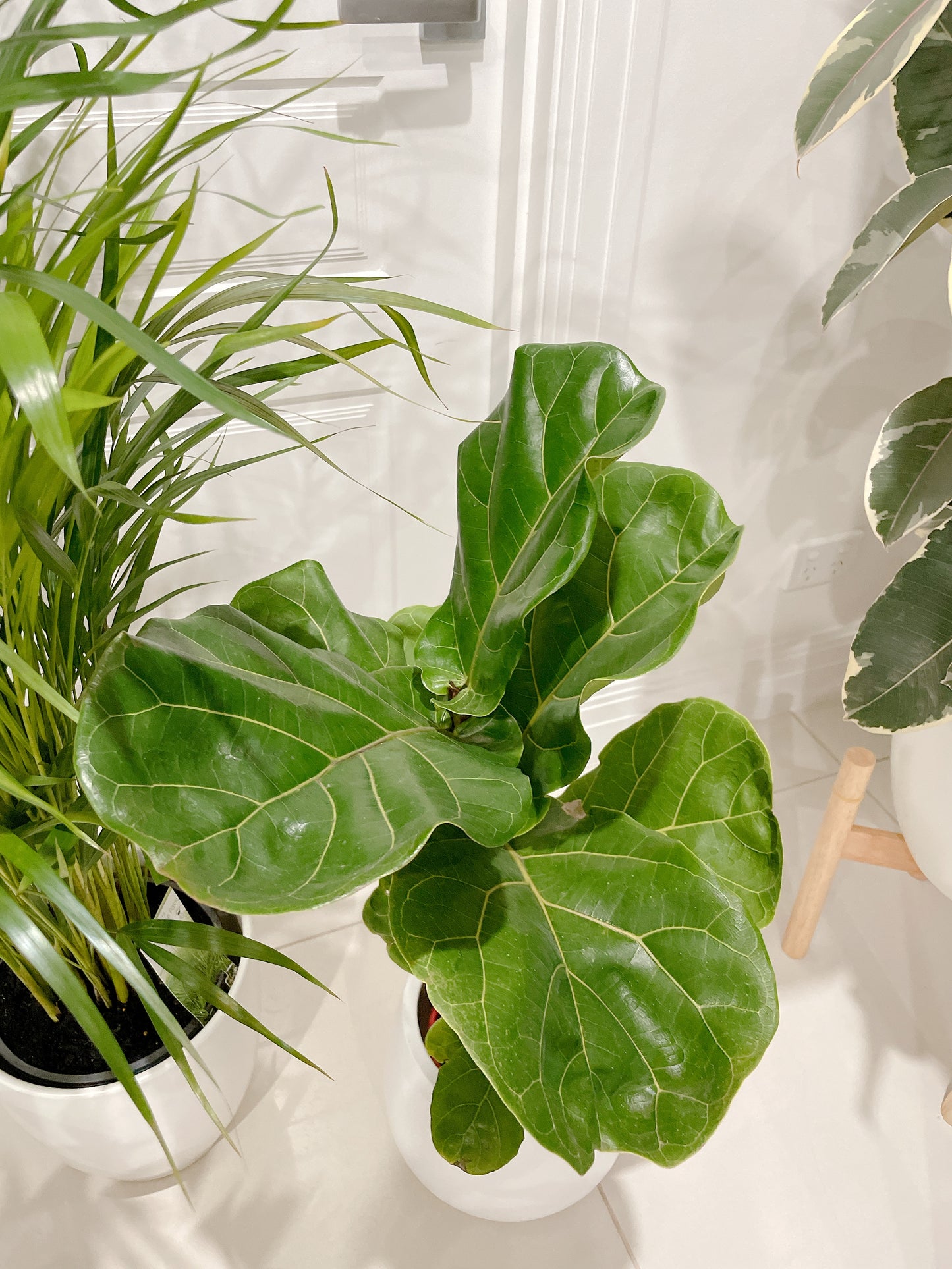 bundle🪴golden cane palm ficus fiddle leaf dwarf bambino flowering peace lily with ceramic pots