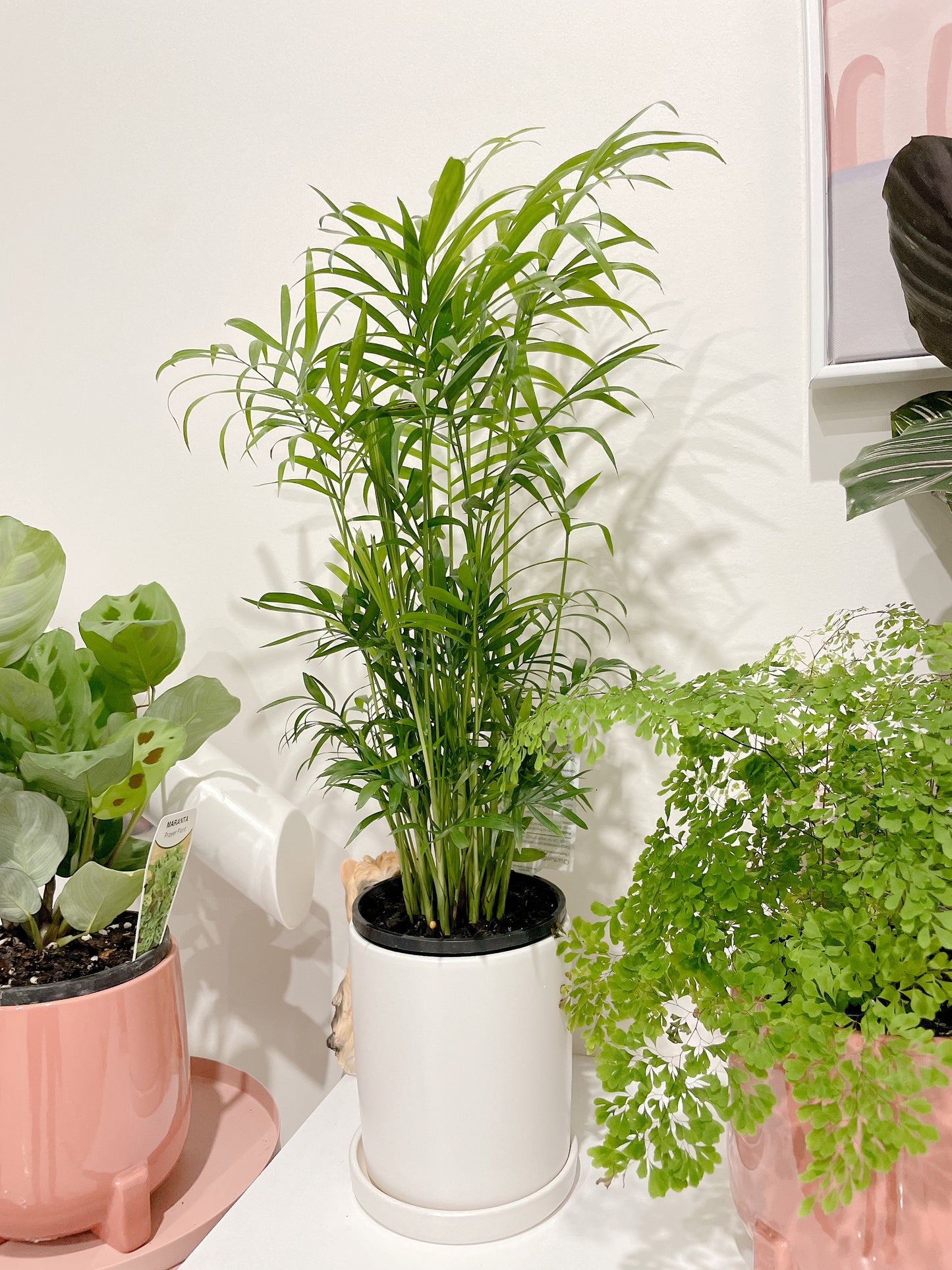 Parlour palm easy care indoor plant with 12cm white ceramic pot and saucer delivery available