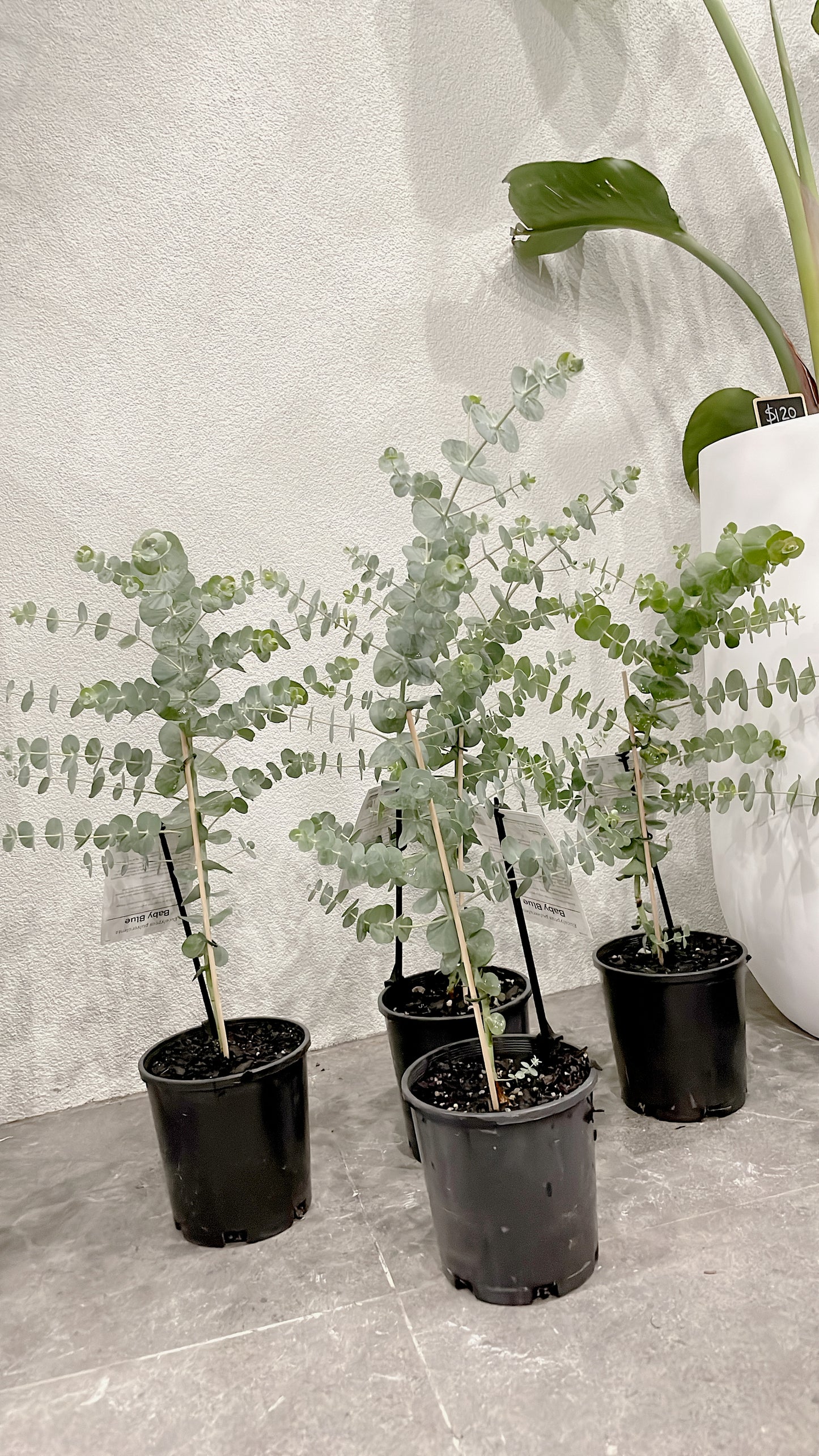60-70cm tall baby blue silver dollar eucalyptus rooted plant for florist silver leaved mountain gum