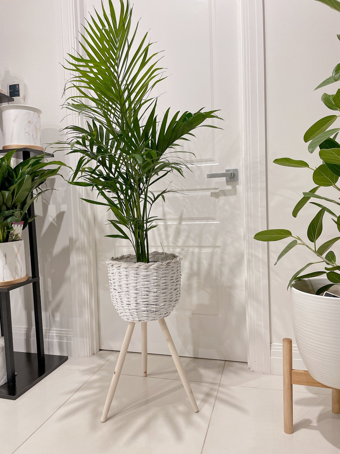 Cascade palm easy care real bushy plant indoor foliage+ white rattan planter tripod wooden legs