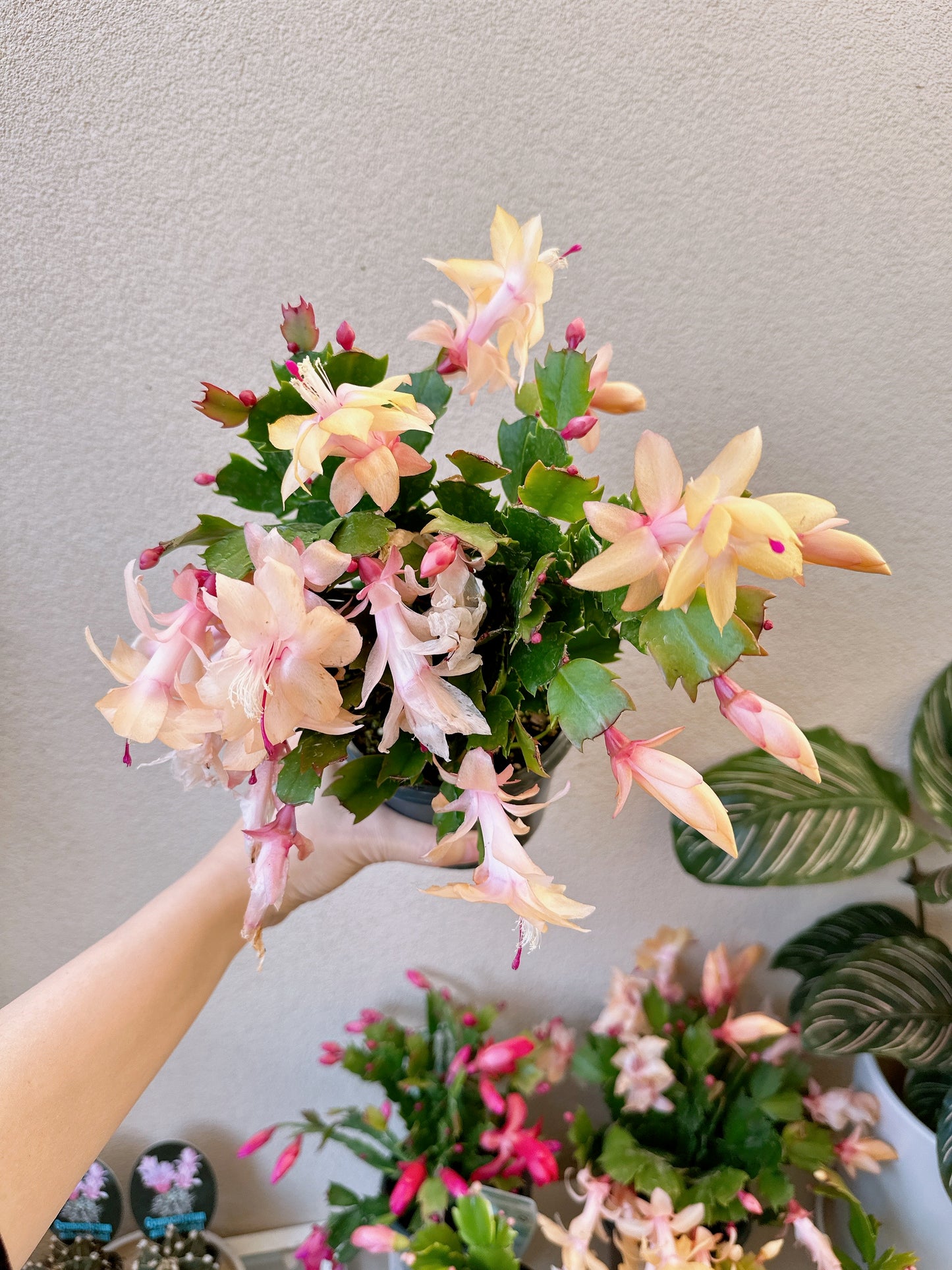 Flowering zygocatus Christmas flower assorted hanging plant Thor freya Caroline white price from $10