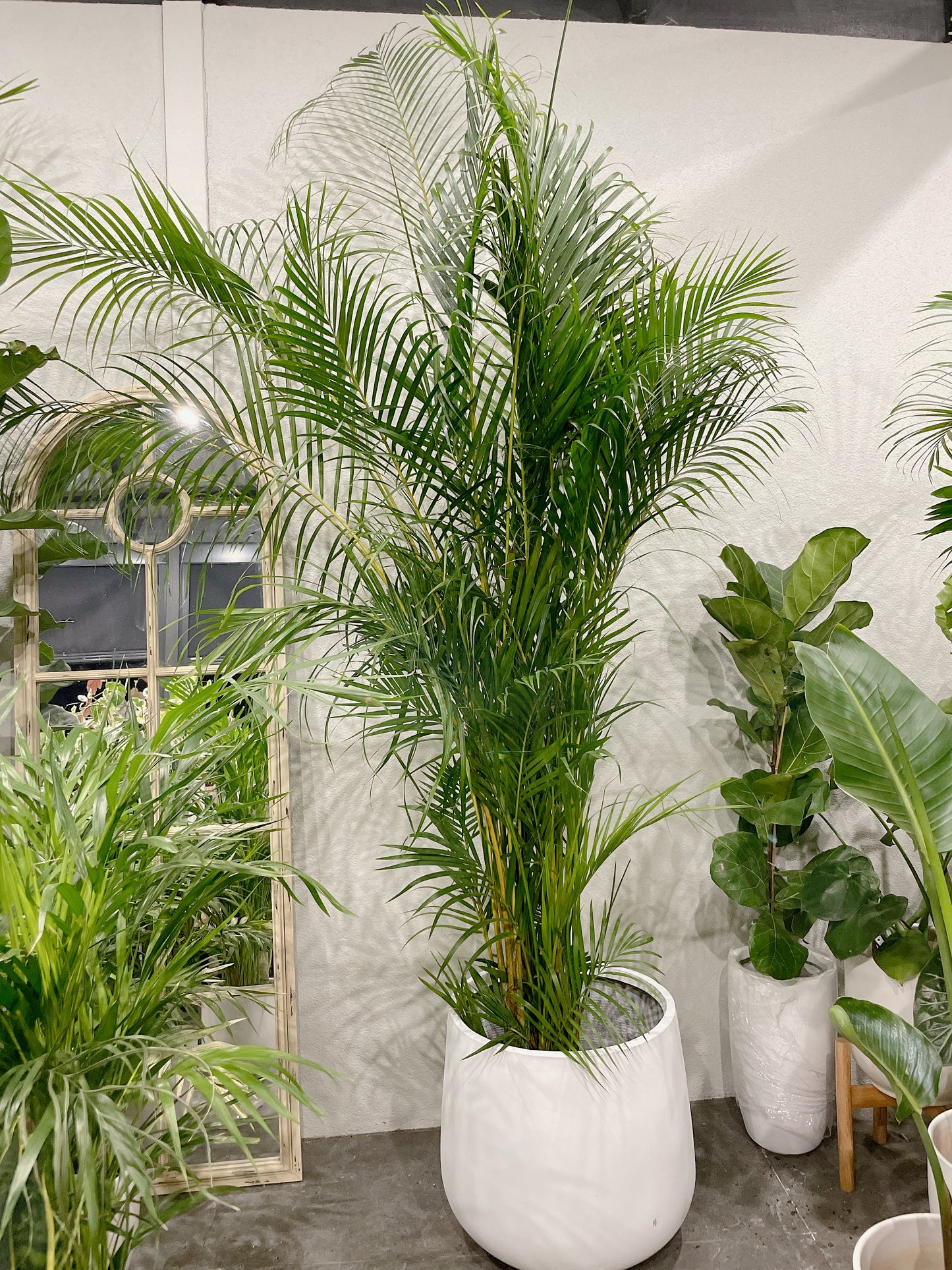 Huge 2.5m tall golden cane palm indoor plant with 45cm white lightweight fiberclay pot