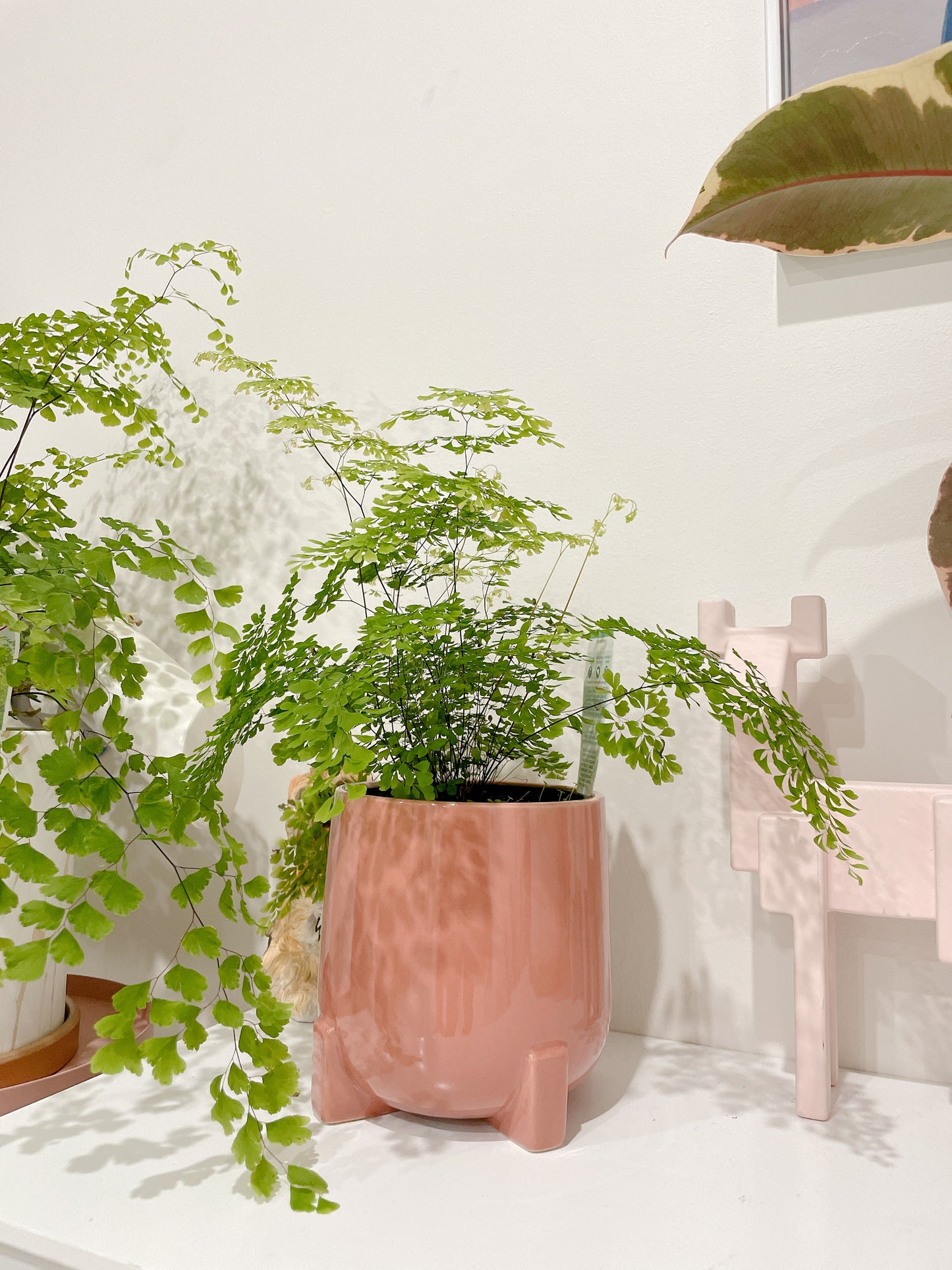 Maidenhair fern easy care indoor plant with white/grey decorative ceramic pot $25 each