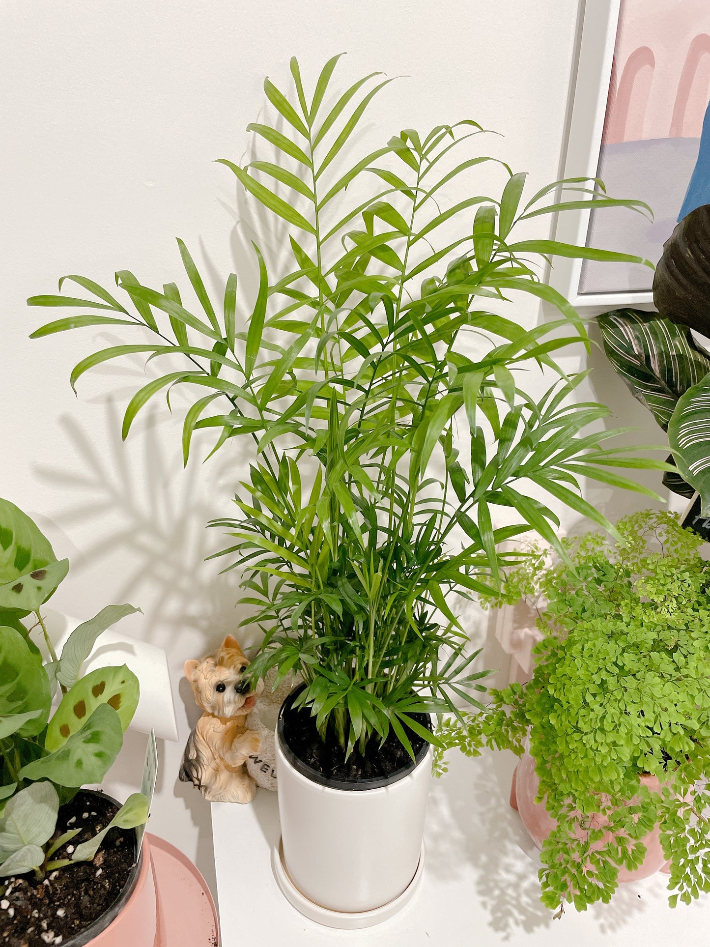 Parlour palm easy care indoor plant with 12cm white ceramic pot and saucer delivery available