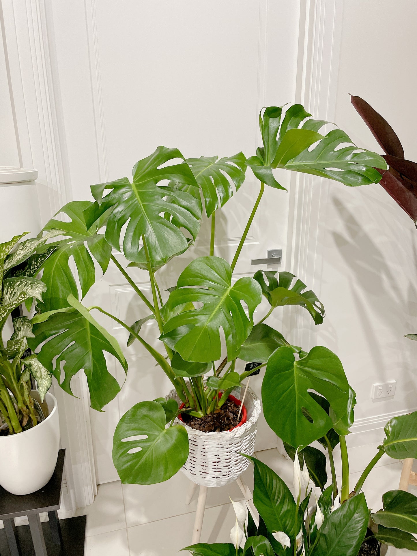 Huge monstera+rattan planter birds of paradise+flowering peace lily+ceramic pots can deliver