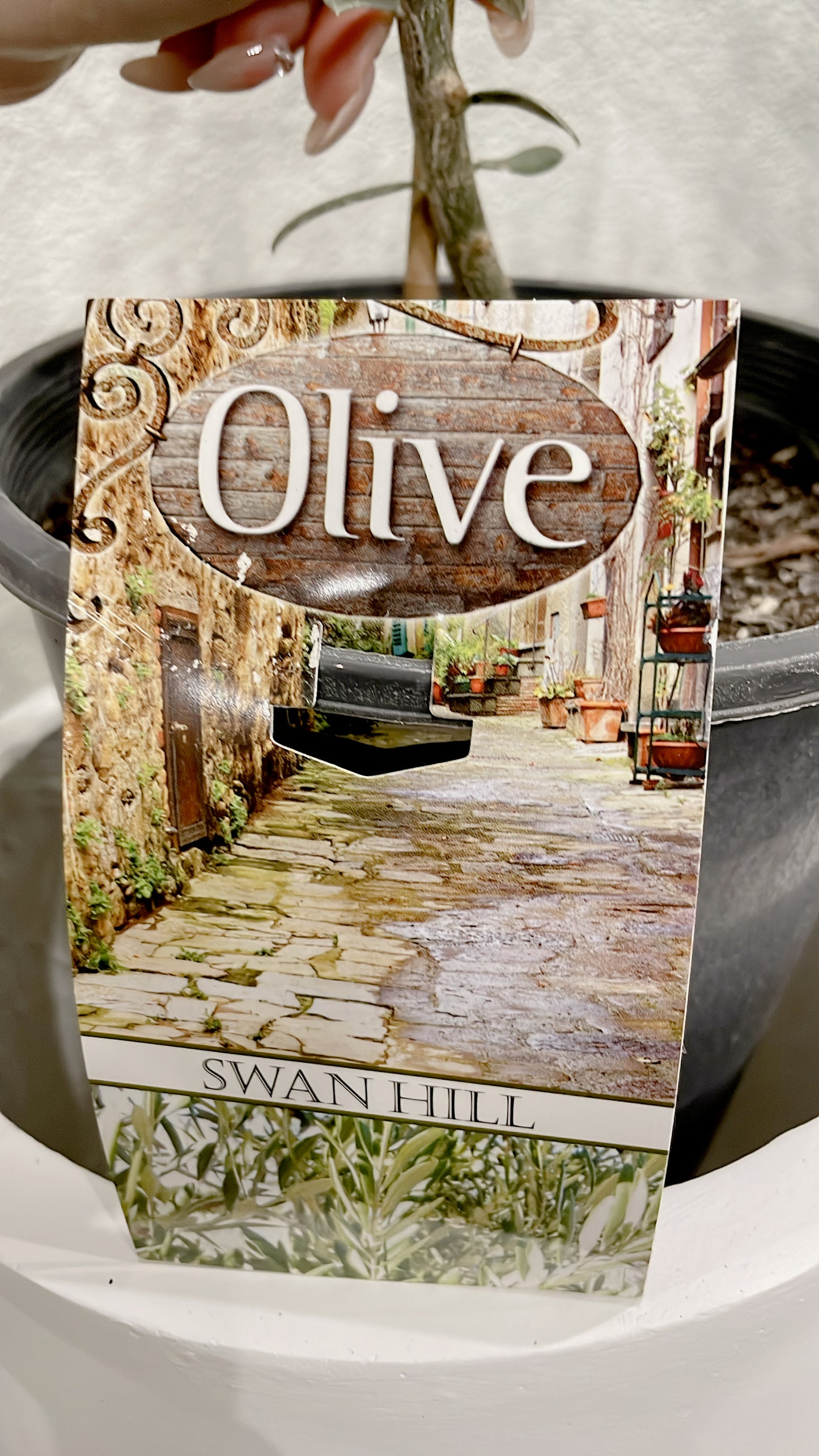 Silver olive tree ‘swan hill’ olea europaea indoor/outdoor plant with white fiberclay pot planter