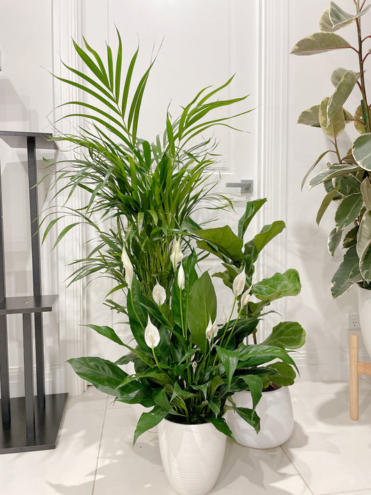 bundle🪴golden cane palm ficus fiddle leaf dwarf bambino flowering peace lily with ceramic pots