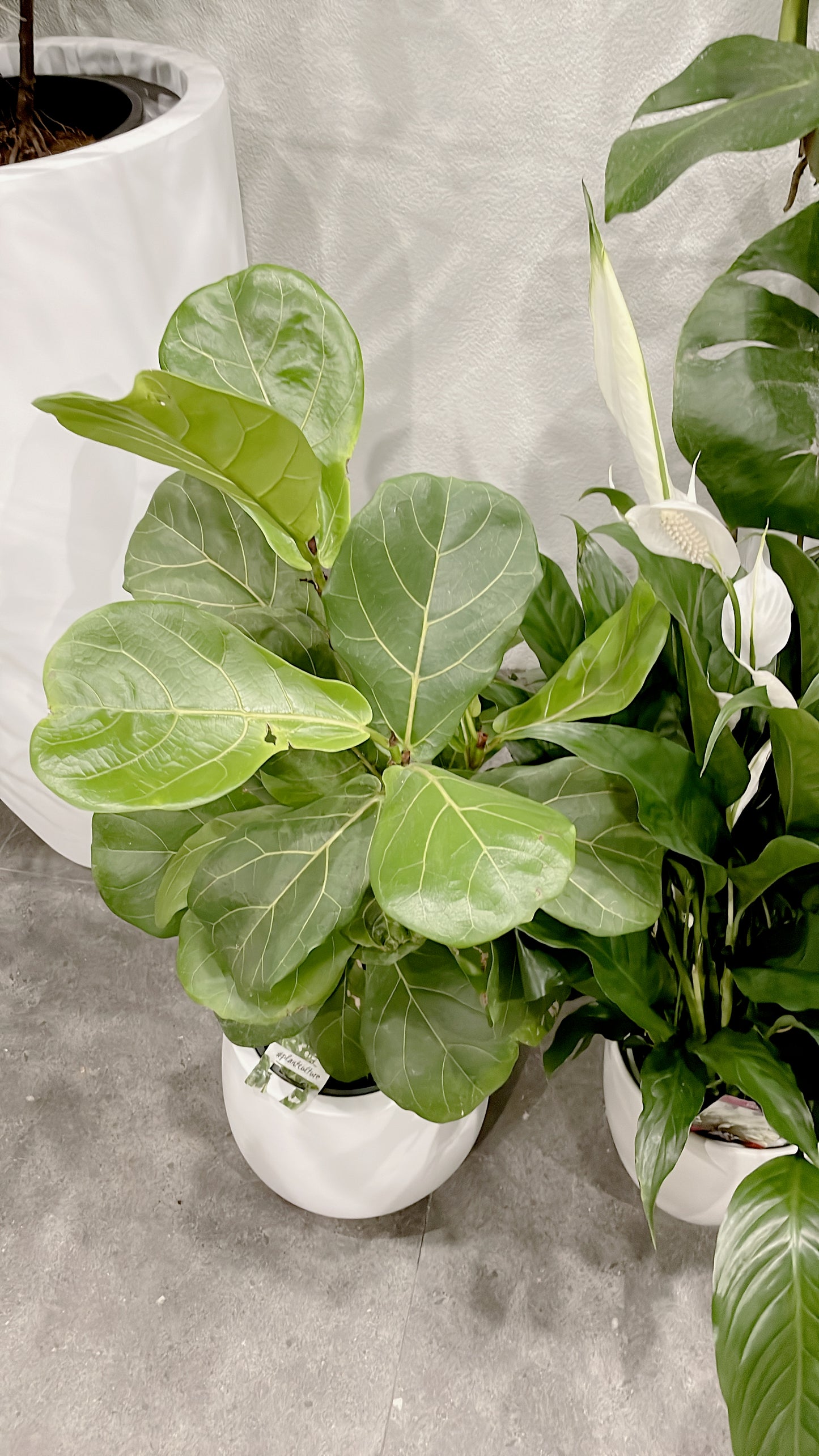 Bundle🪴80cm tall ficus fiddle leaf+bushy flowering peace lily with white ceramic pots can deliver