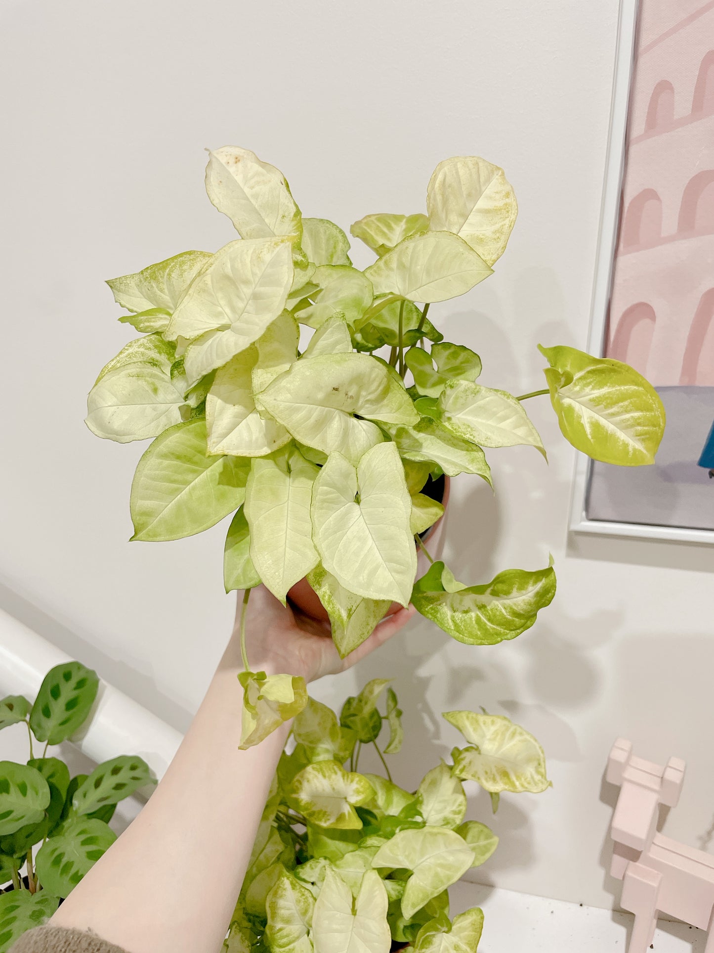 Syngonium illusion bushy plant easy care indoor foliage with pink ceramic decorative pot