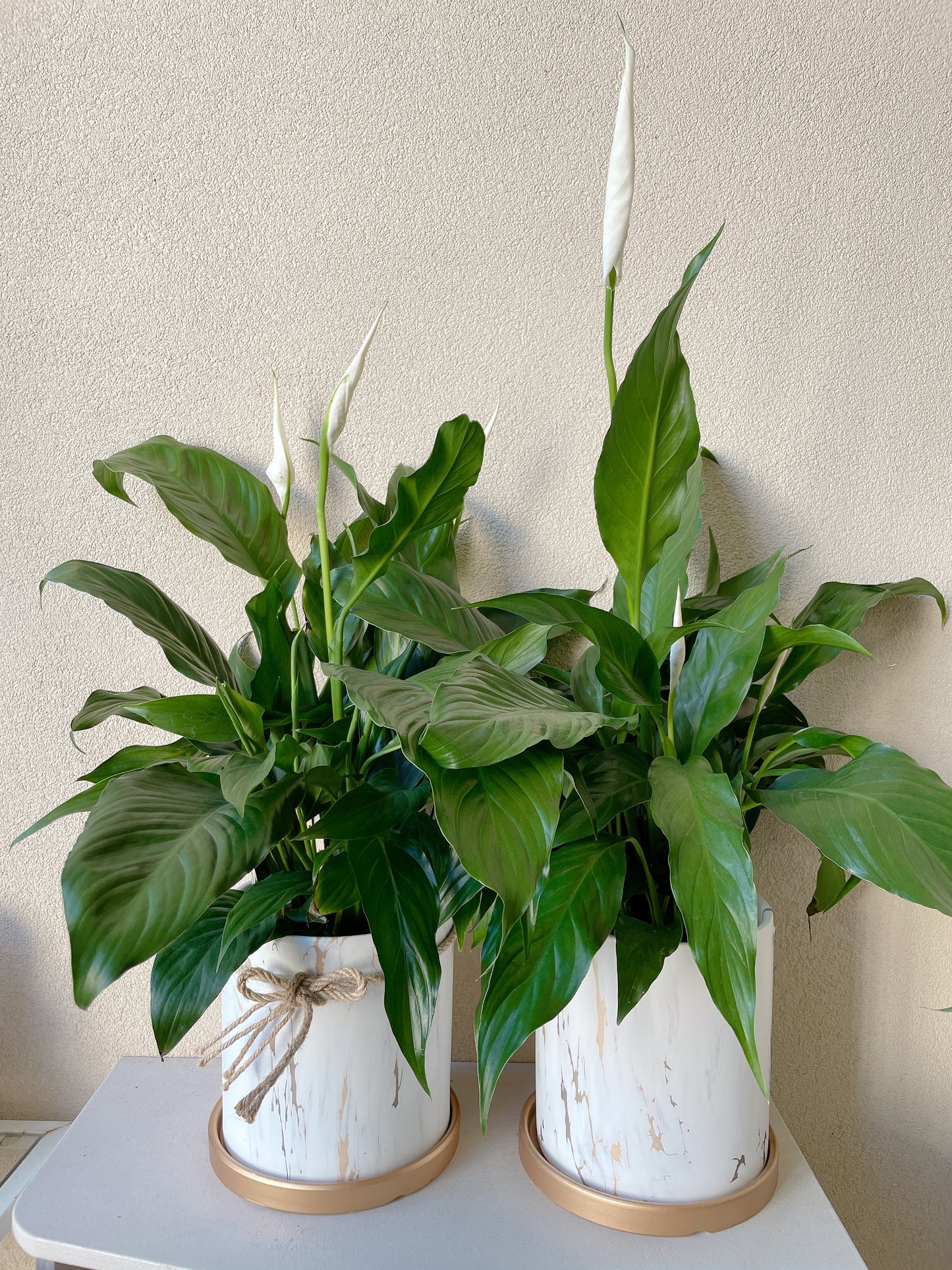Flowering peace lily flower plant+golden marble veins ceramic pot saucer Christmas gift $45 each