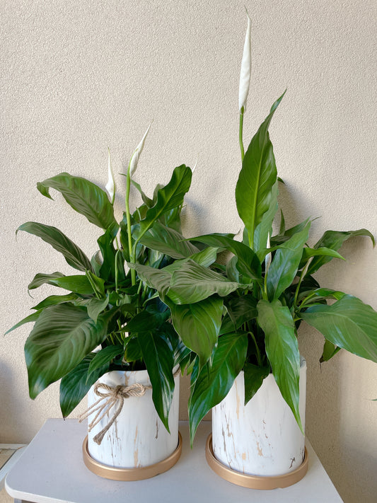 Flowering peace lily flower plant+golden marble veins ceramic pot saucer Christmas gift $45 each