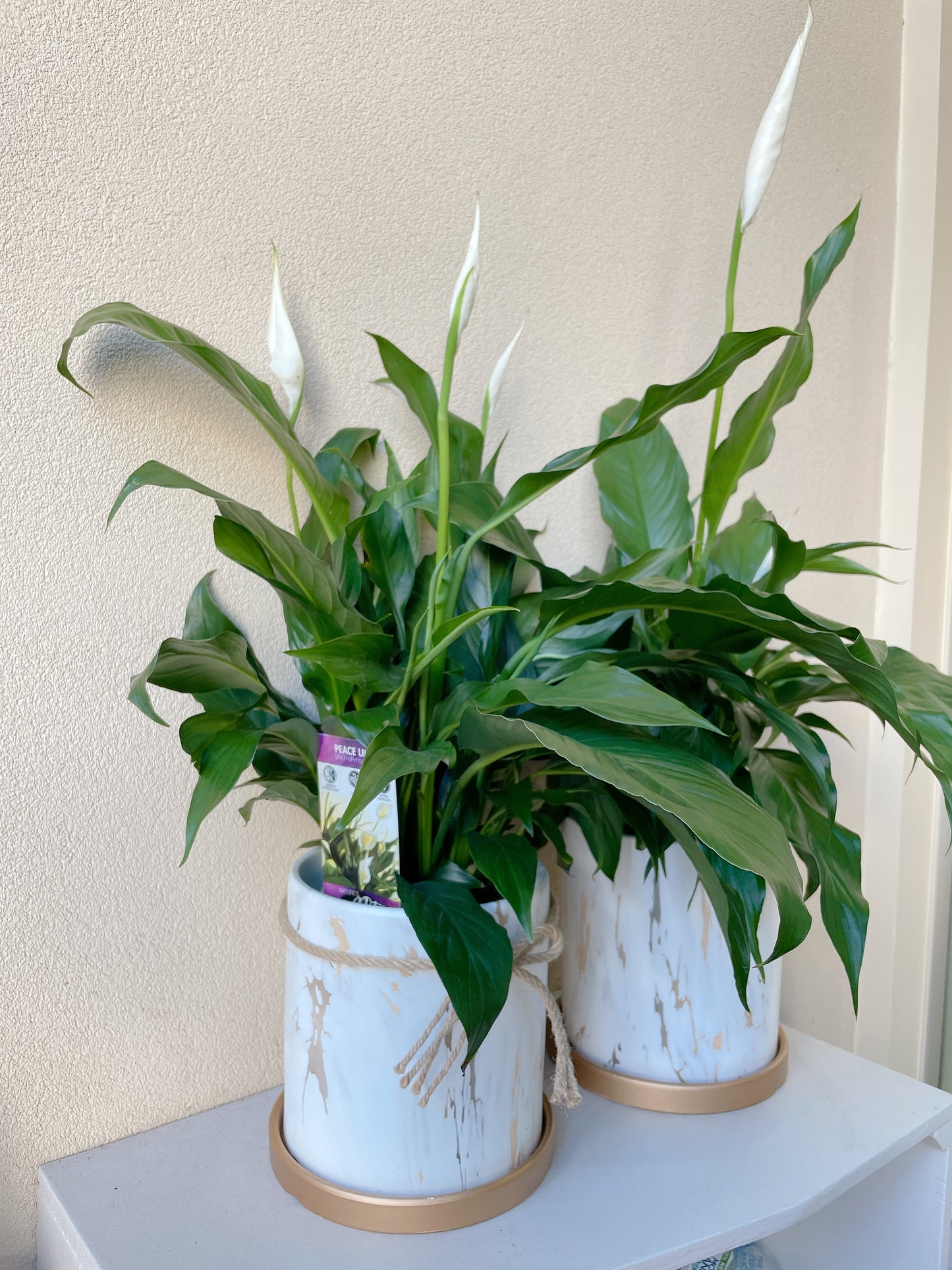 Flowering peace lily flower plant+golden marble veins ceramic pot saucer Christmas gift $45 each