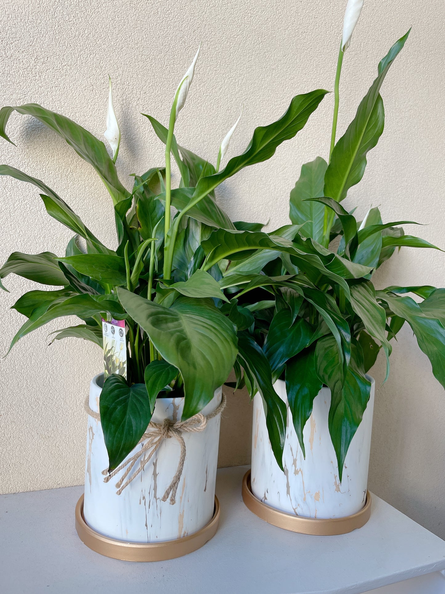 Flowering peace lily flower plant+golden marble veins ceramic pot saucer Christmas gift $45 each