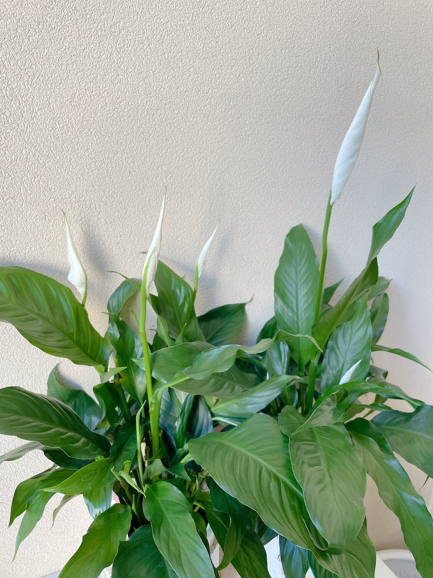 Flowering peace lily flower plant+golden marble veins ceramic pot saucer Christmas gift $45 each