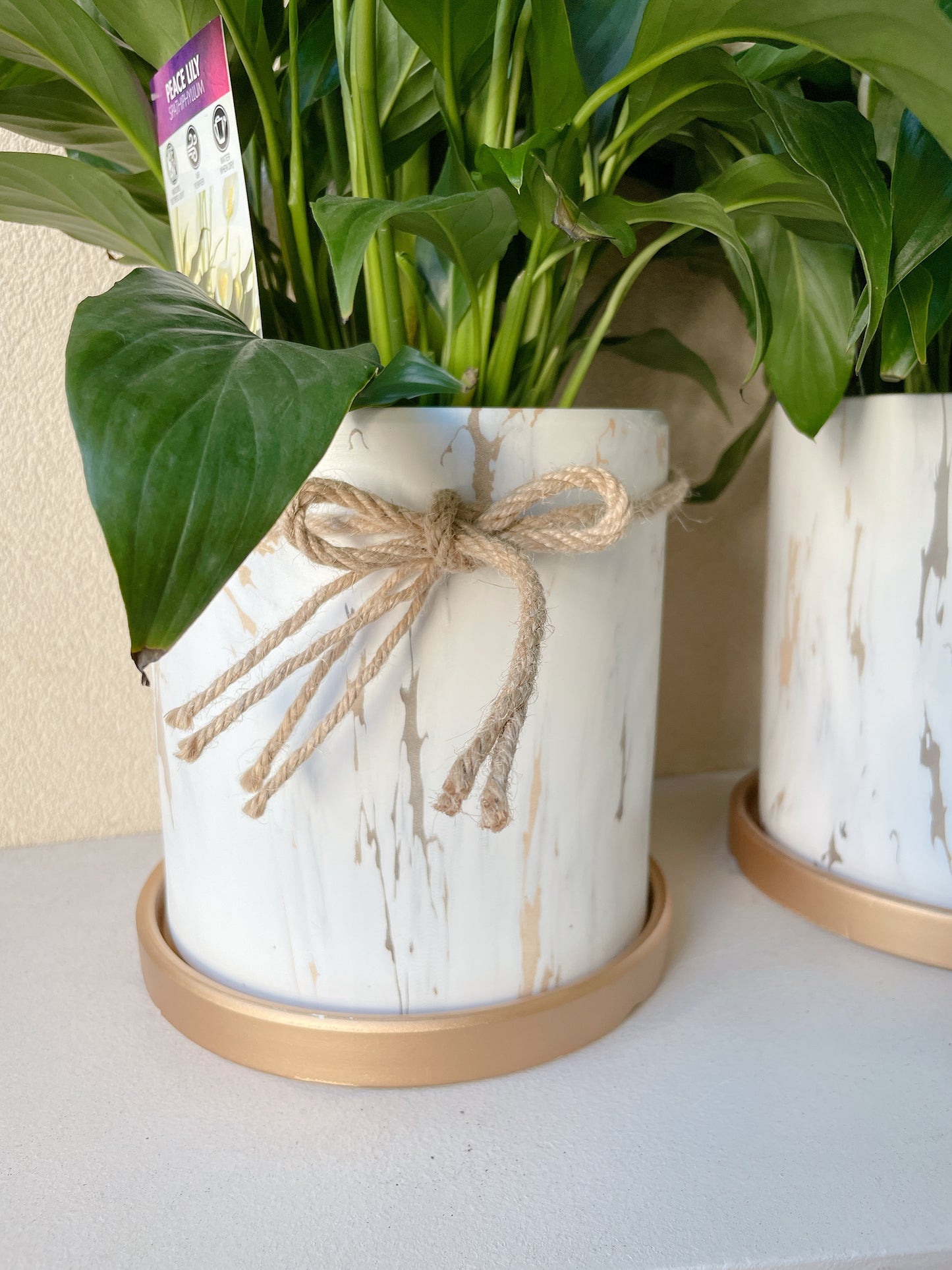 Flowering peace lily flower plant+golden marble veins ceramic pot saucer Christmas gift $45 each