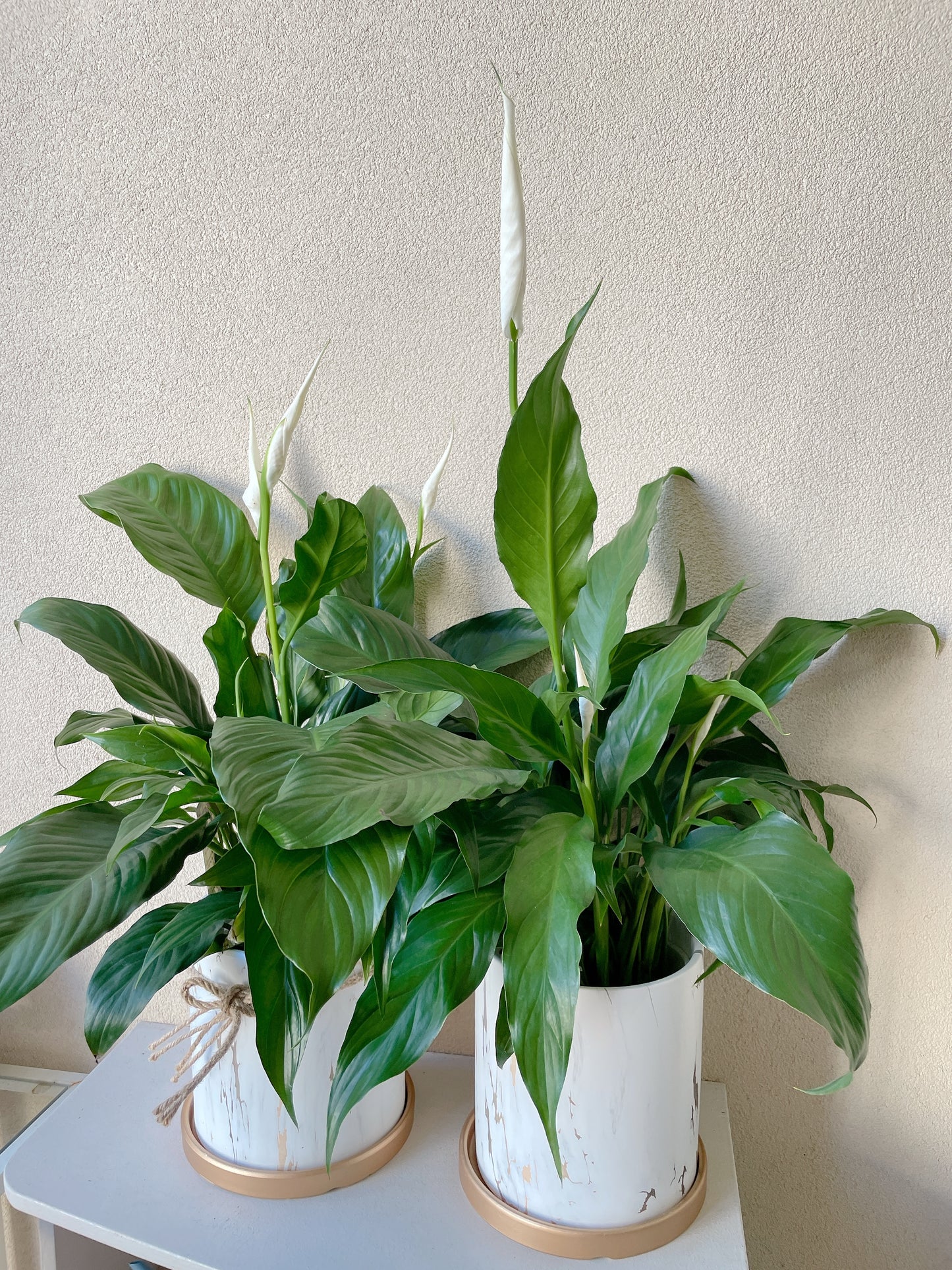 Flowering peace lily flower plant+golden marble veins ceramic pot saucer Christmas gift $45 each