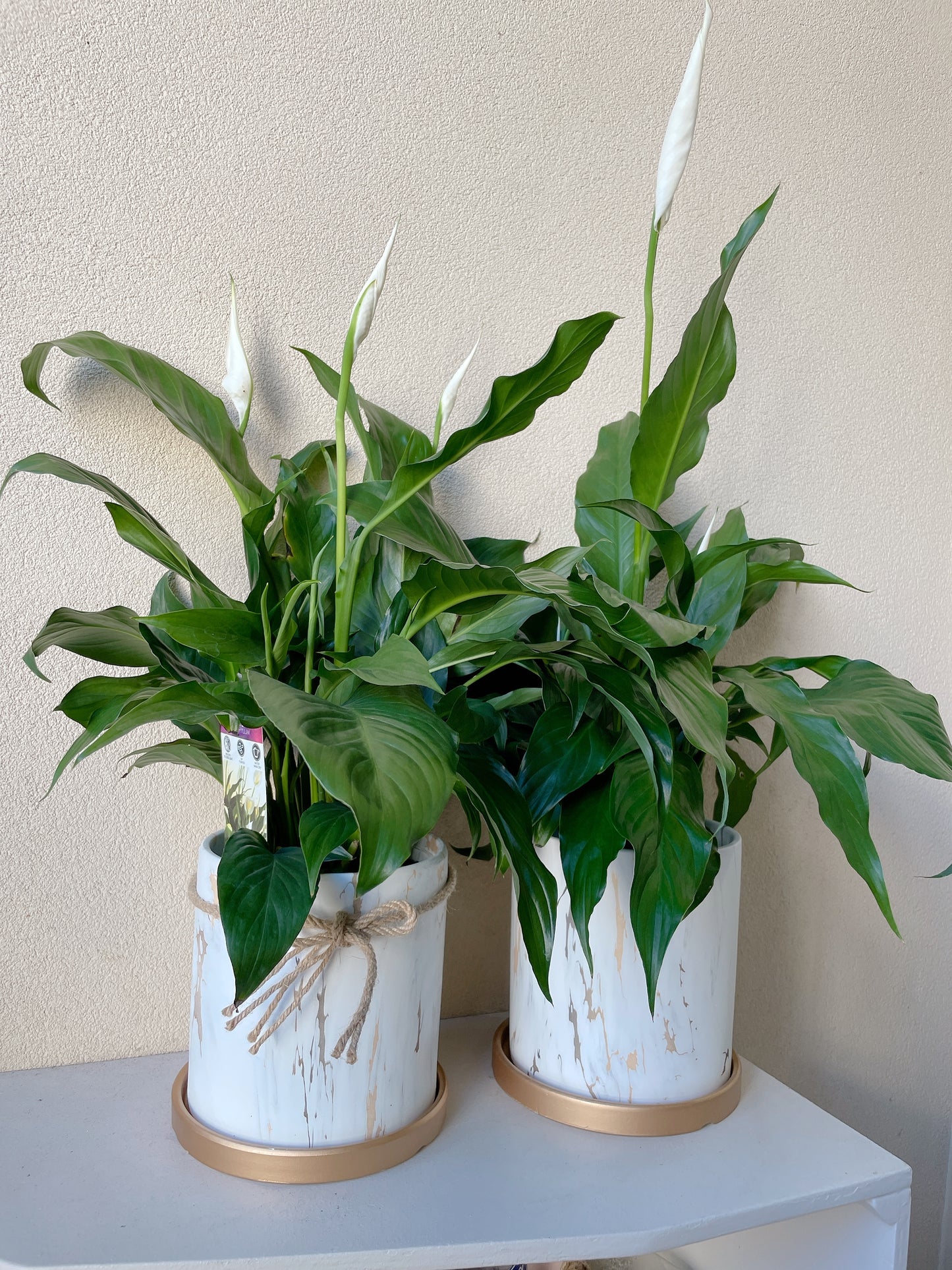 Flowering peace lily flower plant+golden marble veins ceramic pot saucer Christmas gift $45 each